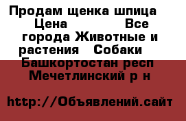 Продам щенка шпица.  › Цена ­ 15 000 - Все города Животные и растения » Собаки   . Башкортостан респ.,Мечетлинский р-н